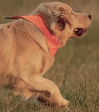 Blaze Orange Field Vest